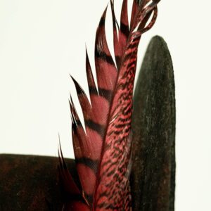 Feeling like adding a feather?